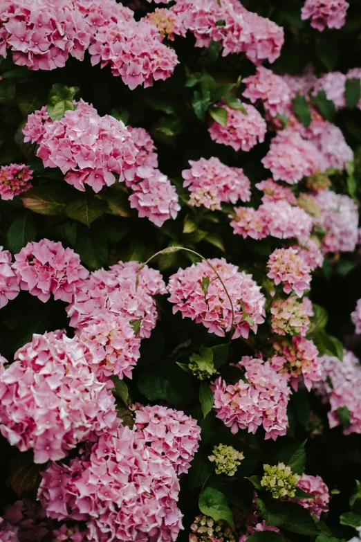 large pink flowers with green leaves in the background