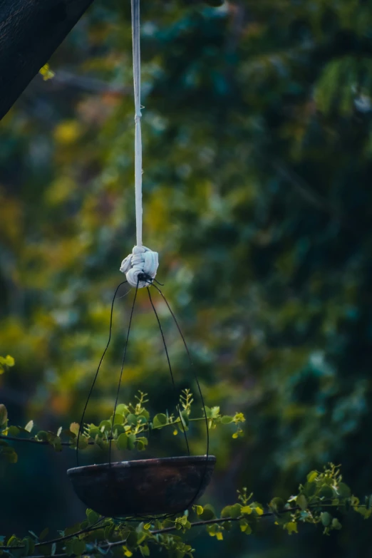 bird feeder hanging from nch in tree during daytime