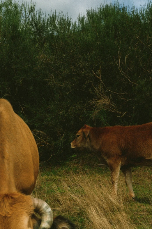 there is an animal looking at the dog in the distance