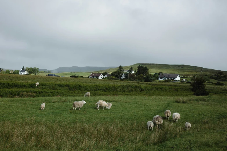 some sheep standing in the grass looking at the camera