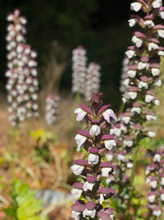 flowers growing in the open field, including the white ones