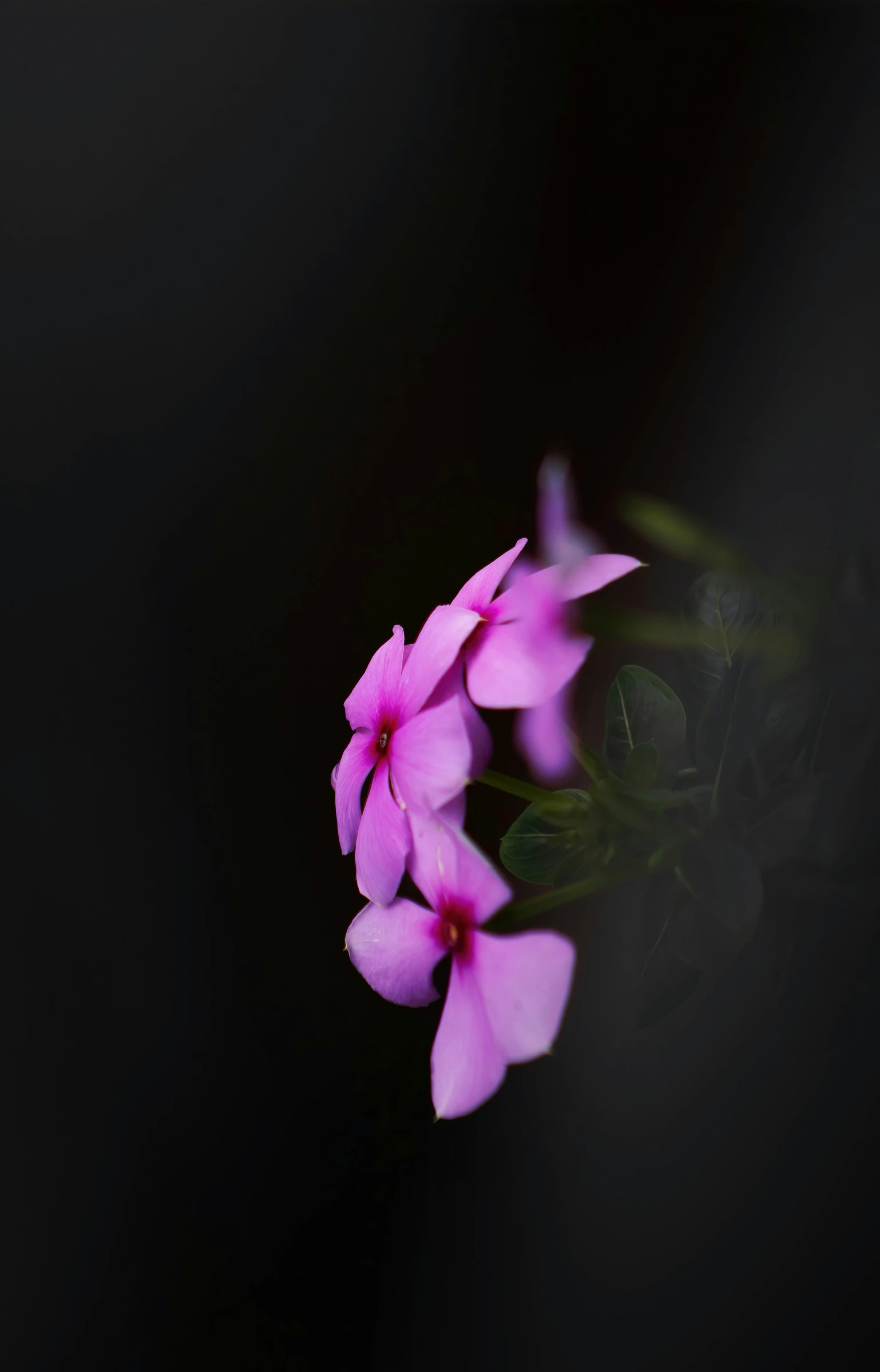 a bunch of flowers sit on a black background