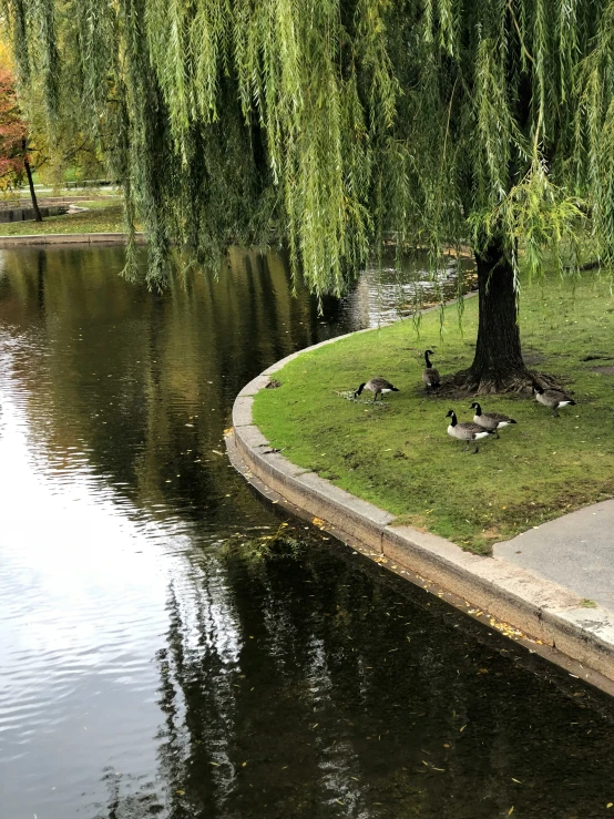 a lake with ducks swimming and a tree and a bench by the water