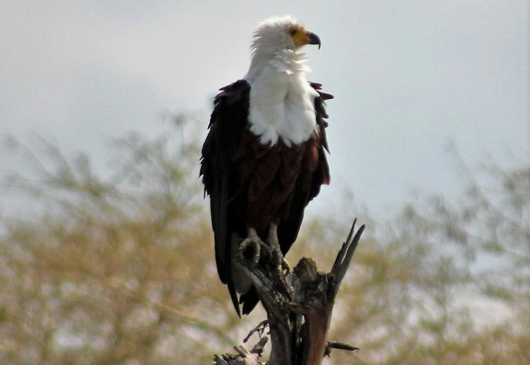 an eagle is sitting on top of the nch