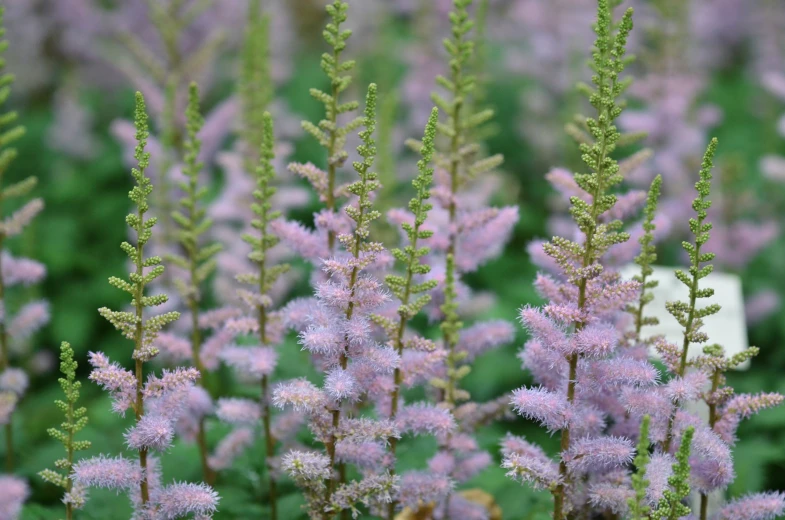 some pink flowers in a field with a white tag