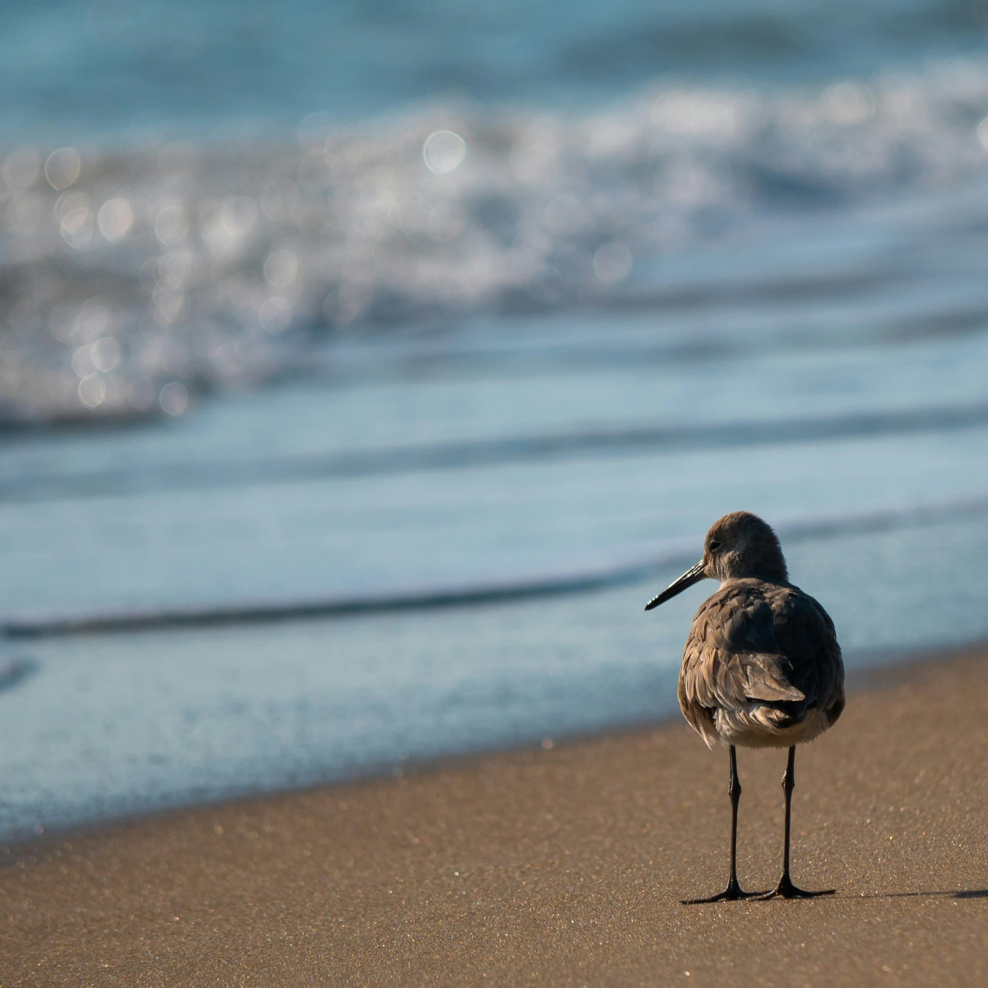 the seagull is standing in front of the ocean