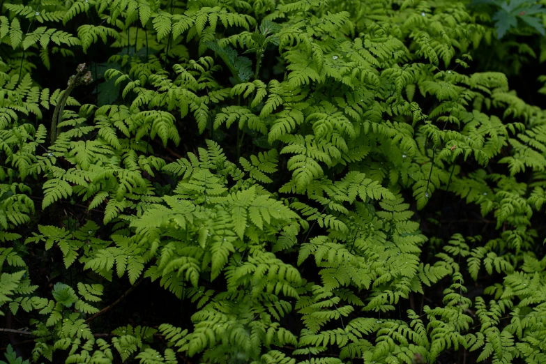 lots of green plants growing in a forest