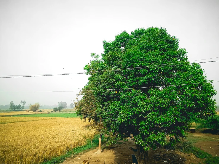 tree in front of field with fence and wire lines in foreground