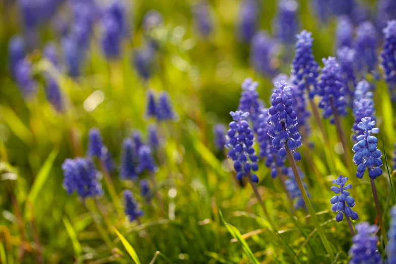 there are several blue flowers growing outside in the grass