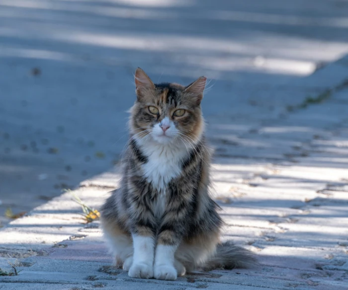 a brown, white and black cat sitting in the street