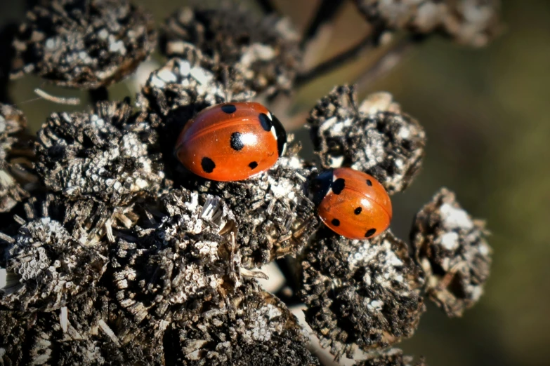 two ladybugs standing on the tops of an arid plant