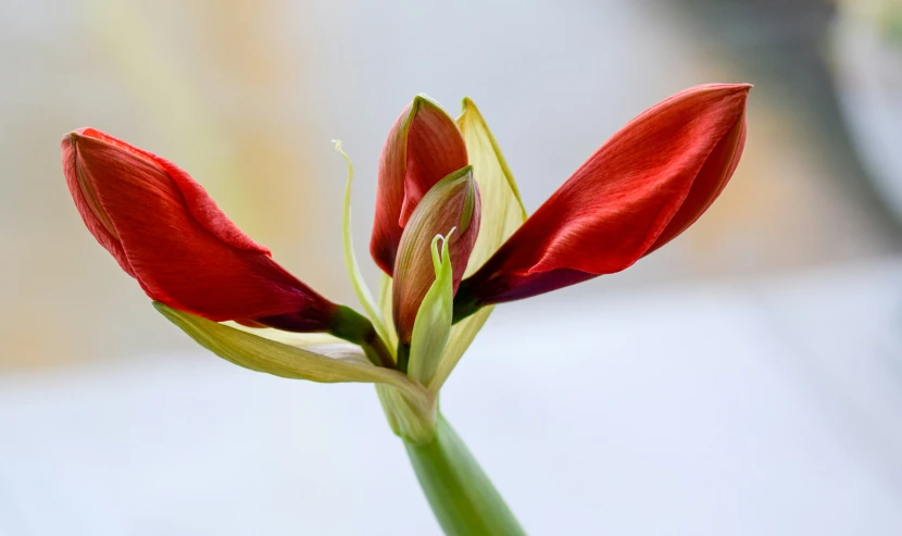 a red flower bud that is starting to open