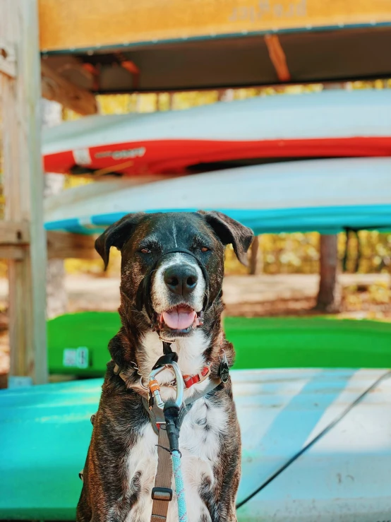 a dog sits on a leash by a boat