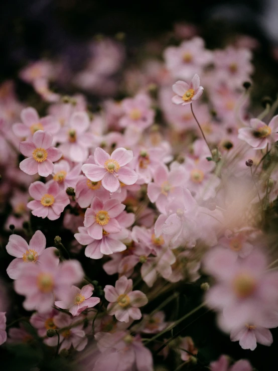 pink flowers are growing in a cluster together