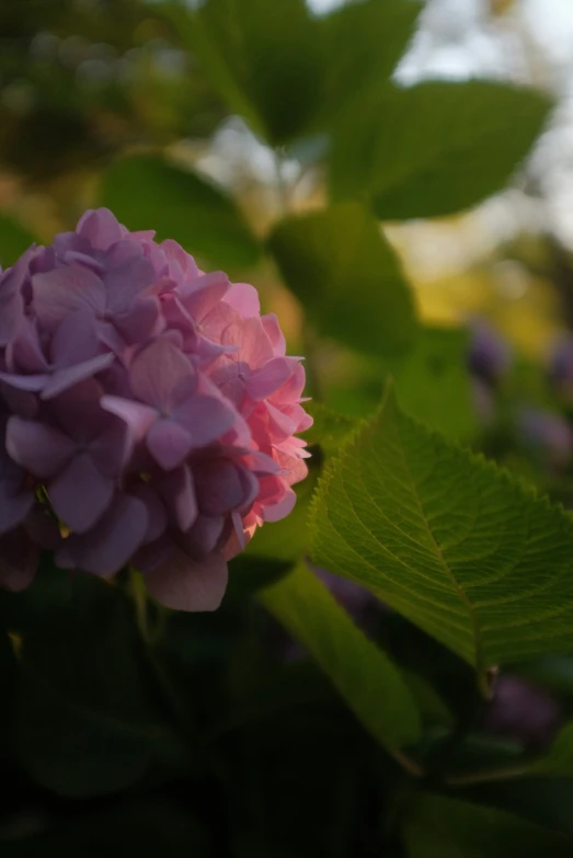 a flower in the sunlight that is growing