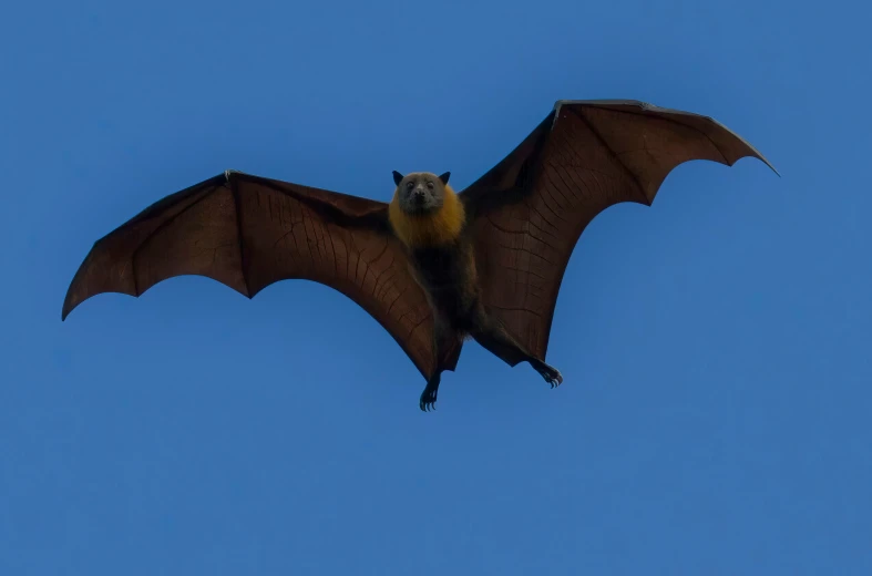 a bat is flying in the blue sky