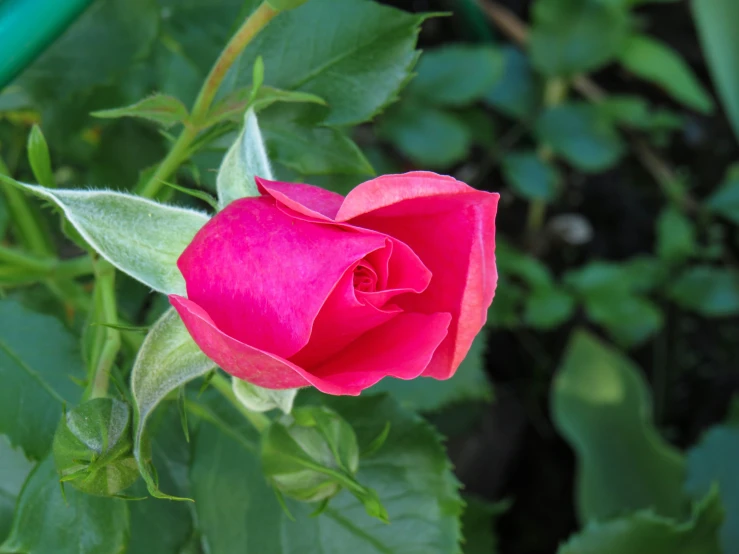 a single red rose with green leaves and stems