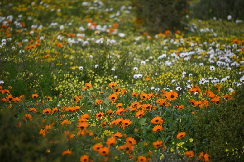 a large field of wildflowers are in full bloom