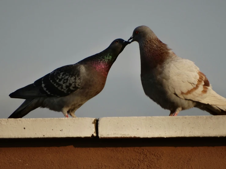 two pigeons kissing each other while standing on a ledge