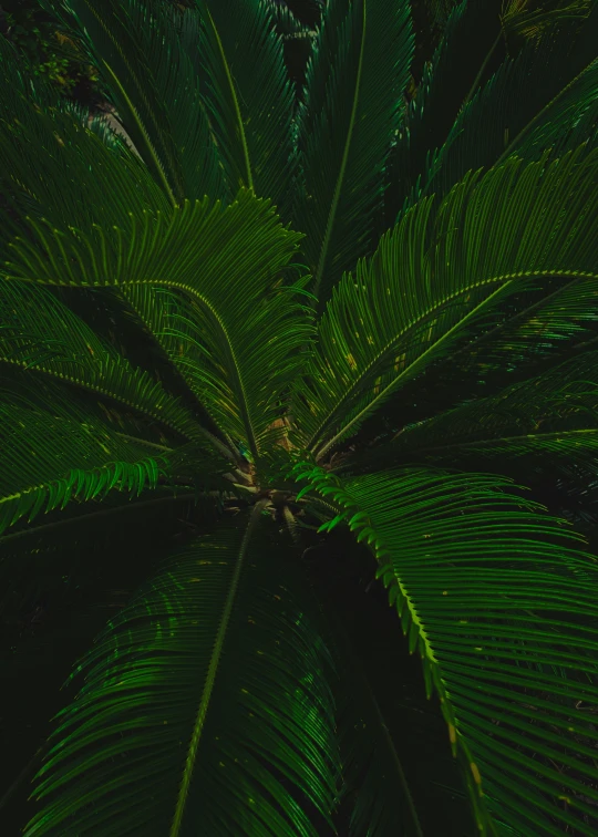 a very large tropical plant that has a green frond