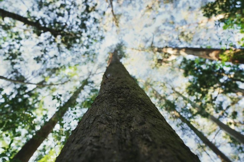 looking up in a forest on a very tall tree