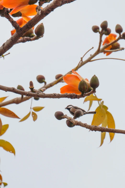 a group of fruits that are on top of a tree