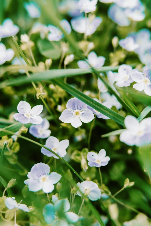 wild flowers in the grass with blurry background