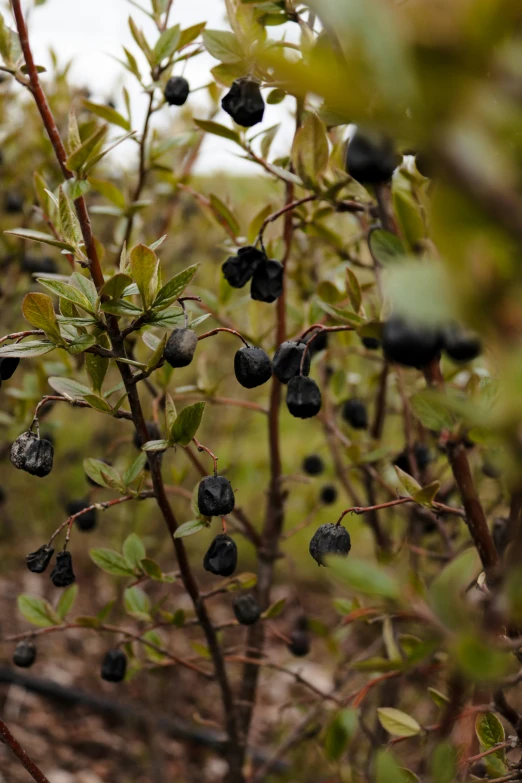 a bush with many small black berries on it
