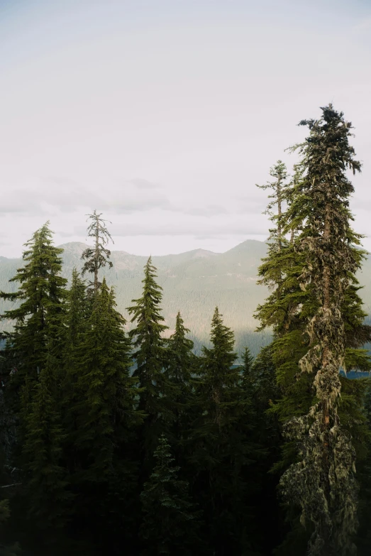 some large trees with hills in the background