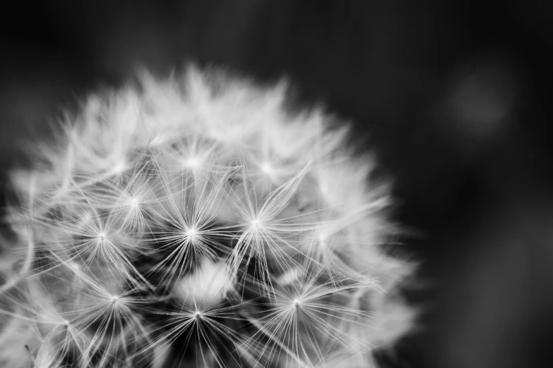 the black and white pograph of a dandelion with several leaves