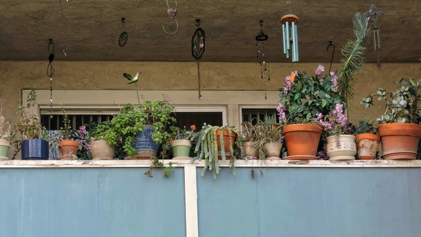 potted plants are hung above a wall of cement