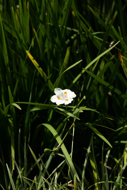 a single white flower is shown in the grass