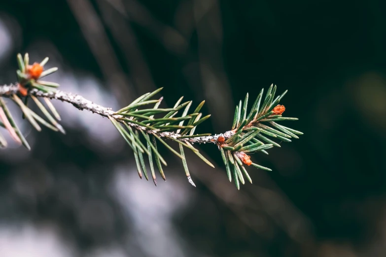 pine needles on a tree nch in the snow