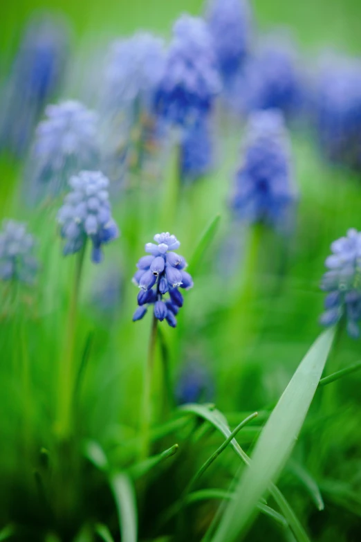 blue wild flowers are blooming in the grass