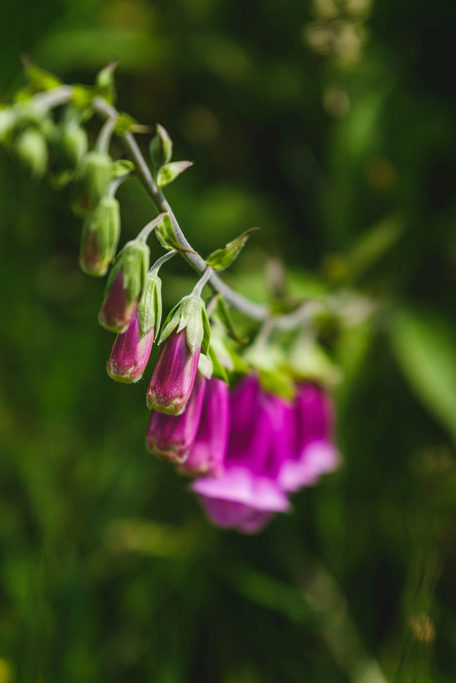 some purple flowers on a nch in a green field