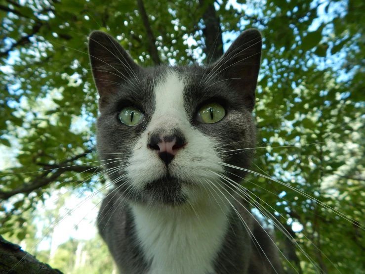 a close up po of a cat outside