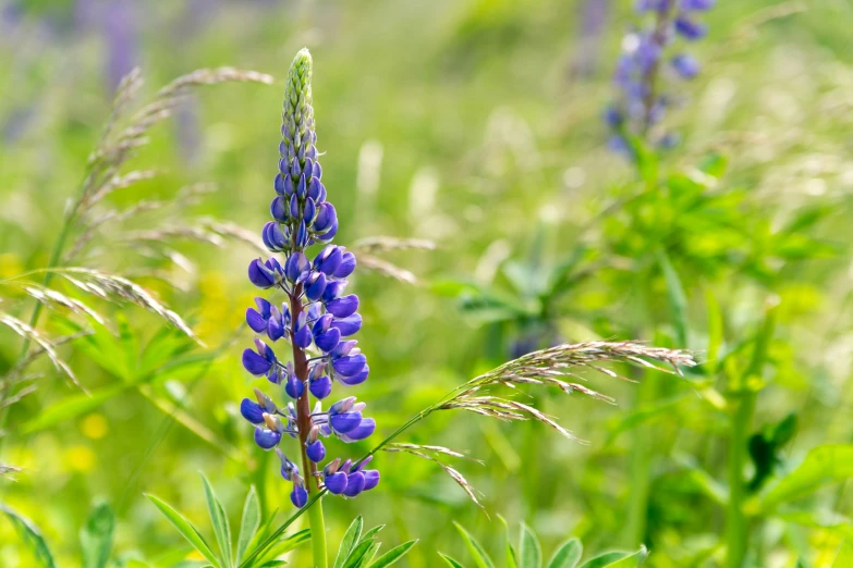 a beautiful purple flower grows among some green plants