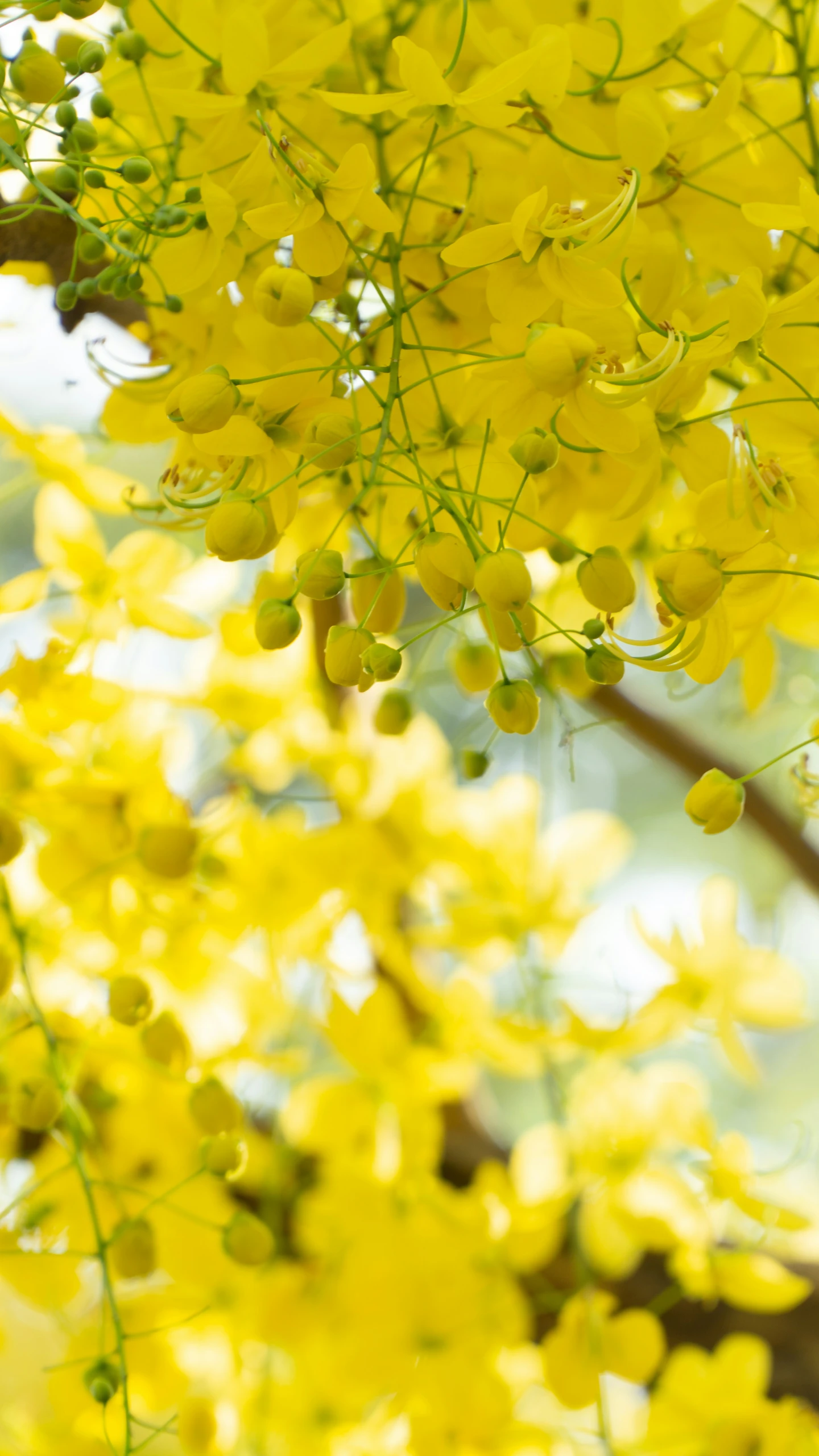 the yellow flowers are blooming and in bloom