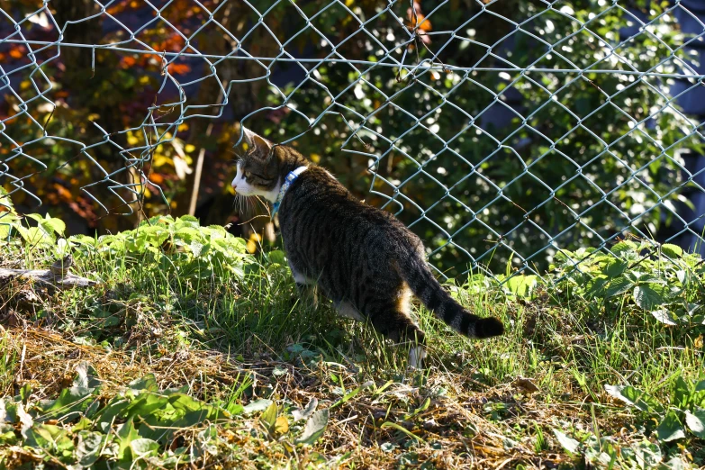 a cat in the grass by a fence with an orange tabby behind it