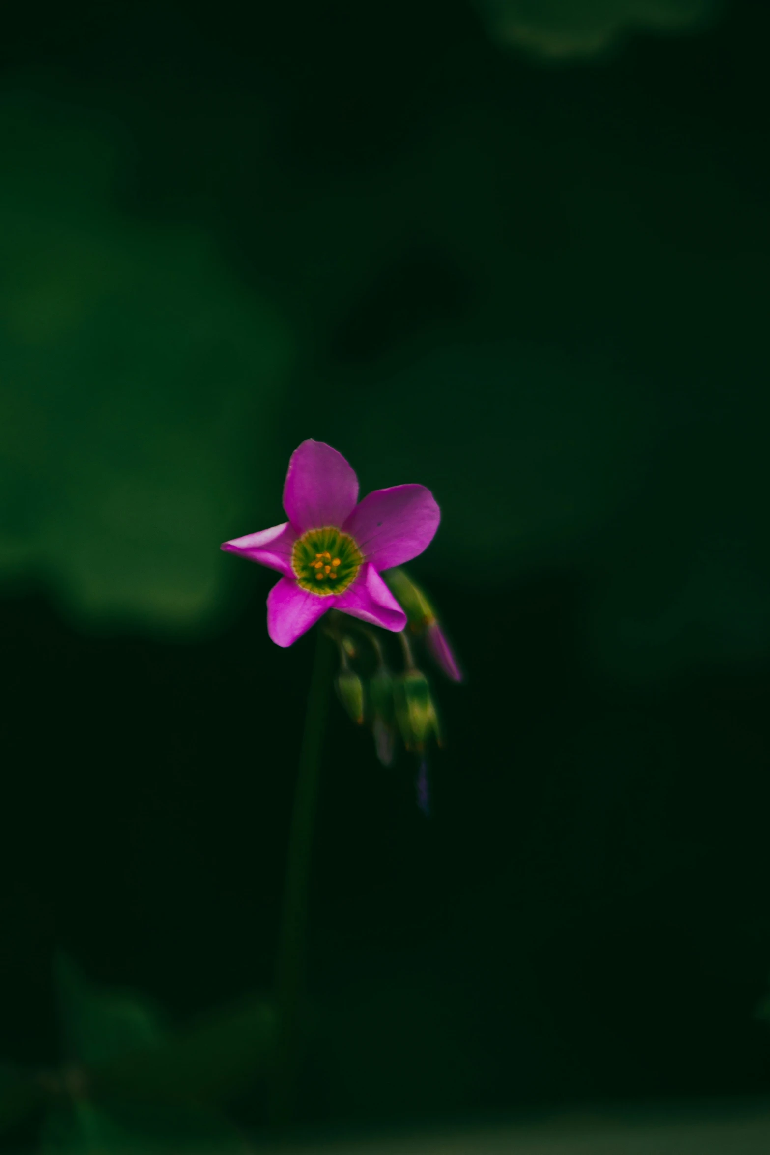 a close up of a flower on a green background