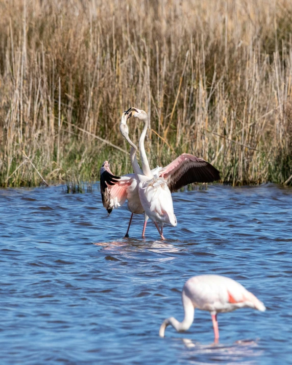 several flamingos standing in the water next to two other birds