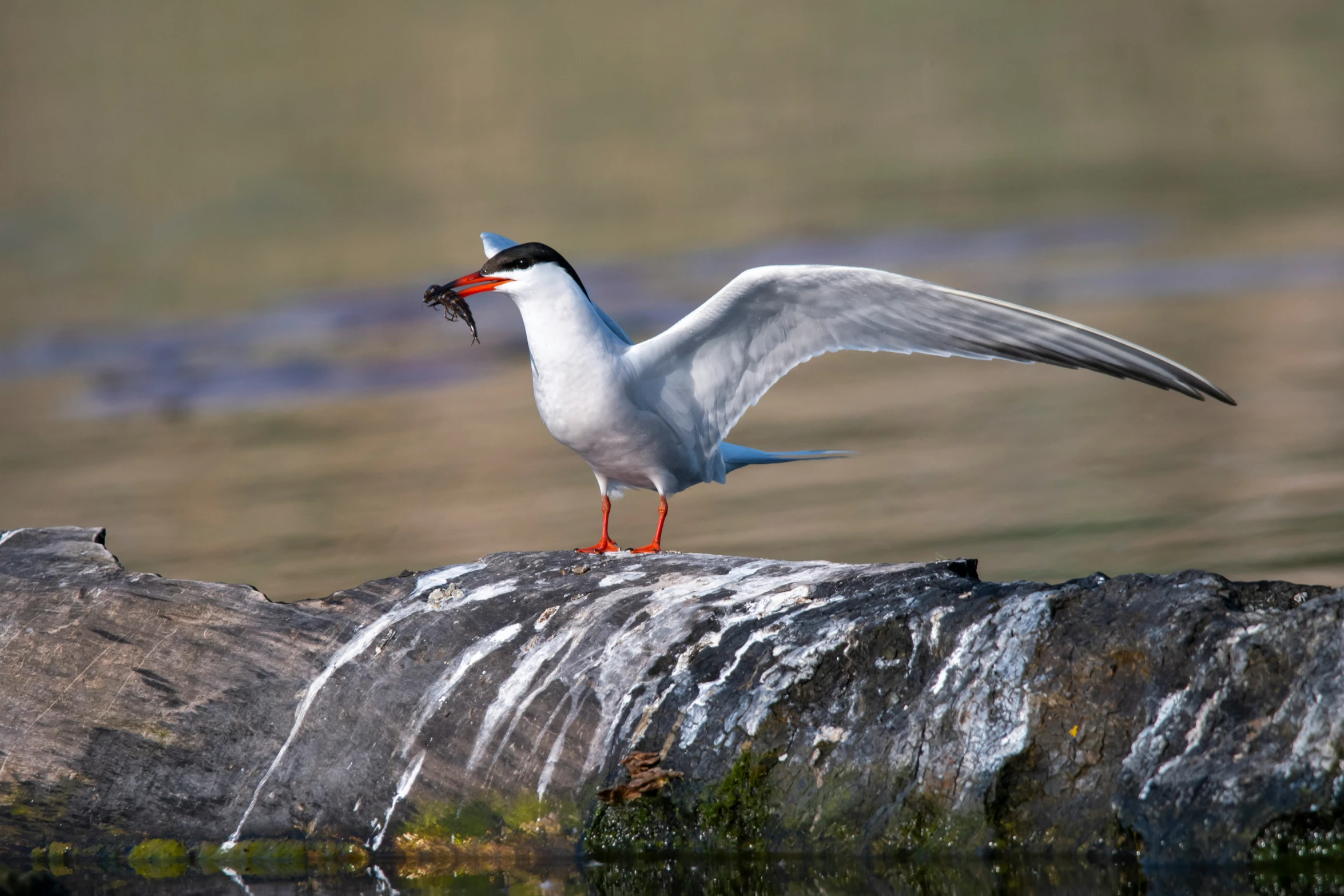 a seagull sits on a rock and eats from the water