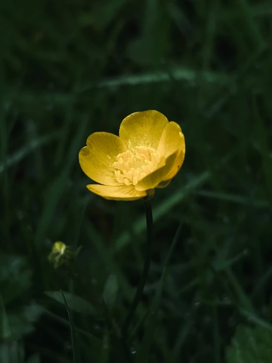 an orange flower is in the midst of some grass