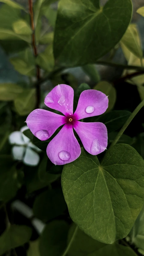 a purple flower is pictured on the leaves