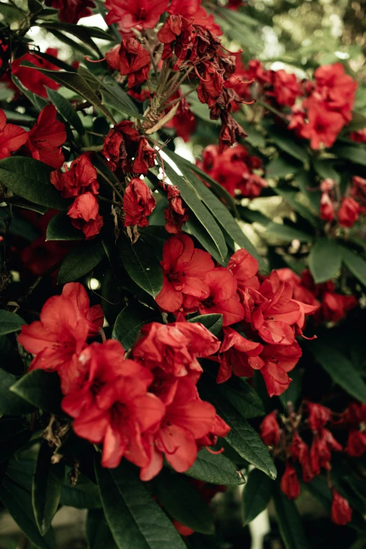 red flowers are blooming in a bush