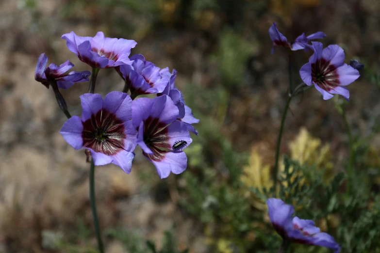 purple flowers are growing together near a rock