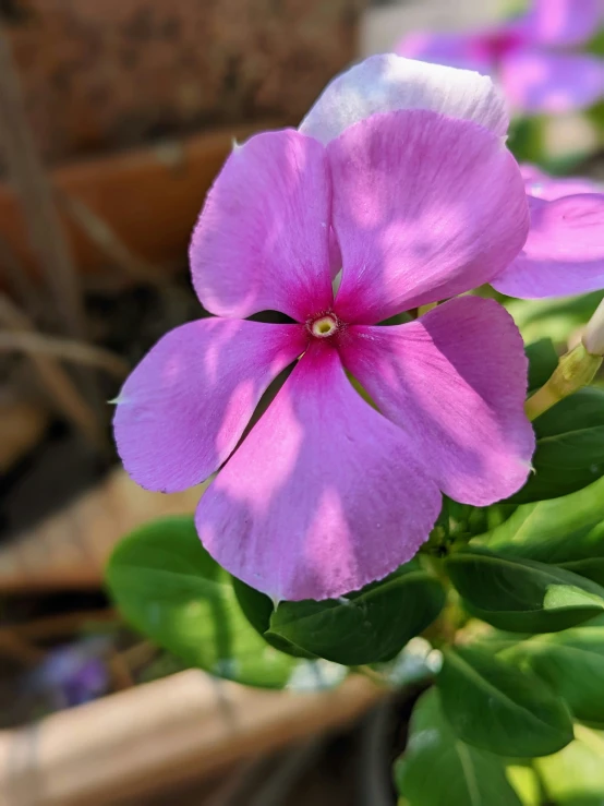 purple flower that has very big pink petals