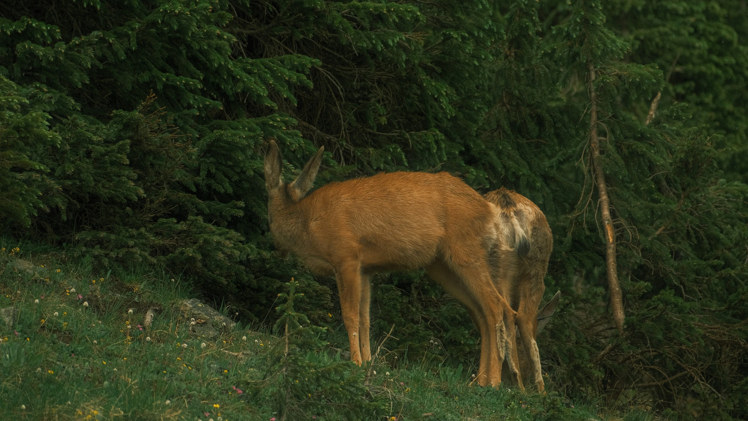 a brown animal in front of some trees and grass