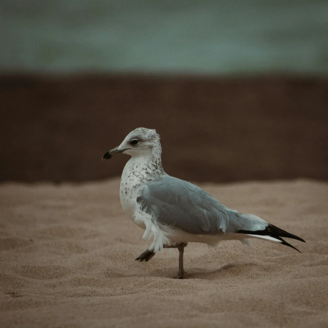 the bird is standing on the sand near water