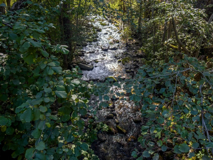 the water is flowing through the trees with its own leaves